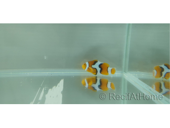 Amphiprion percula picasso élevage Bali aquarich