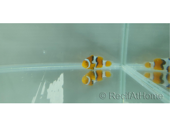 Amphiprion percula picasso élevage Bali aquarich