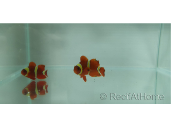 Premnas epigramata gold élevage Bali aquarich