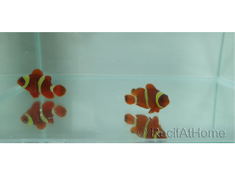 Premnas epigramata gold élevage Bali aquarich