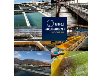 Amphiprion ocellaris platinium élevage Bali aquarich