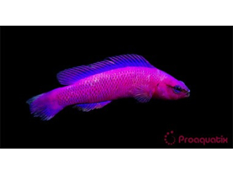 Pseudochromis fridmani  Ultra Elevage PROAQUATIX