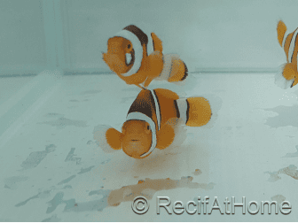 Amphiprion Percula - Sm Elevage USA PROAQUATIX
