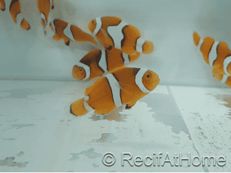 Amphiprion Percula - Sm Elevage USA PROAQUATIX