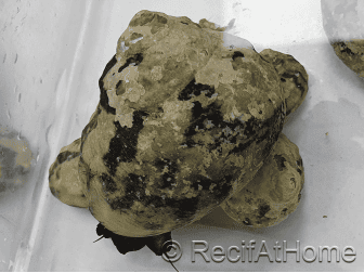 Cittarium pica