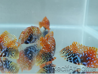 Macropharyngodon Bipartitus
