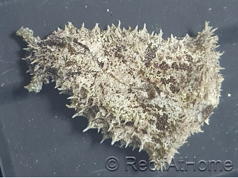 Dolabella auricularia 