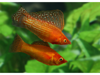 Molly velifera mix - Poecilia latipina