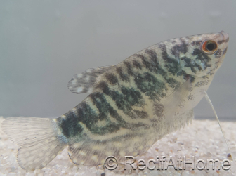 Gourami Cosby - Trichogaster cosby