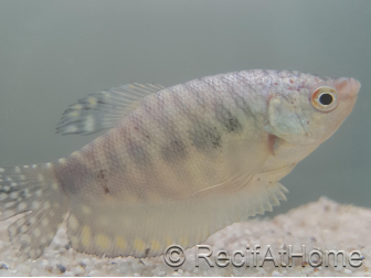 Gourami Cosby - Trichogaster cosby