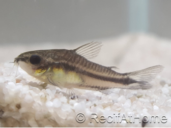 Corydoras pygmé - Corydoras pygmaeus