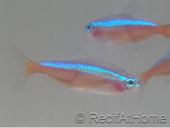 Neon cardinalis - Paracheirodon axelrodi
