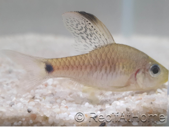 Barbus drapeau - Oreichthys crenuchoides 