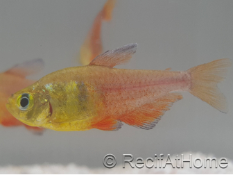 Tétra de Rio - Hyphessobrycon flammeus