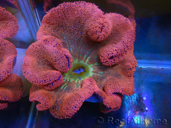 WYSIWYG Stichodactyla haddoni Rainbow ULTRA XXL