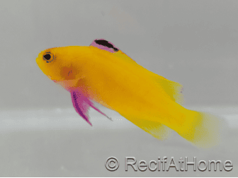 Gramma Dejongi M Elevage france EcoReef signature CB