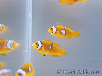 Amphiprion percula Stylee Basta S Elevage Portugual