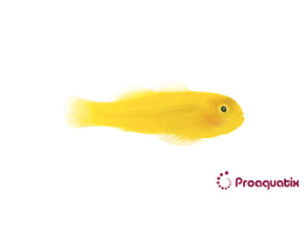 Gobiodon okinawae Pro AQUATIX