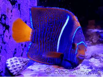 Holacanthus passer 12cm WYSIWYG