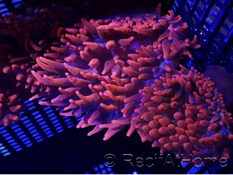 Entacmaea quadricolor rouge M Elevage MERS 