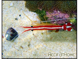 Lysmata amboinensis