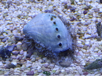 Haliotis asinina