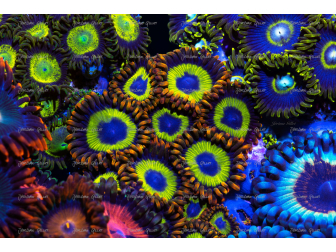 Fruity loops Zoanthus Panneaux photo Largeur (cm) 50.67  Hauteur (cm) 33.67 Support Forex® (PVC) Eurolight 5 mm