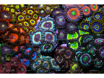 Vampire in drag Zoas garden Panneaux photo Largeur (cm) 50.67  Hauteur (cm) 33.67 Aluminium blanc 3 mm