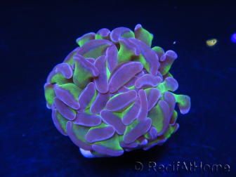 Euphyllia paraancora bicolor Violet vert Taille S