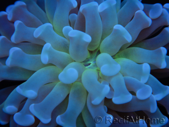 Euphyllia paraancora Toxic Heart (Small Head)