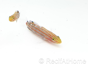 Koumansetta rainfordi Elevage Biota