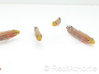 Koumansetta rainfordi Elevage Biota