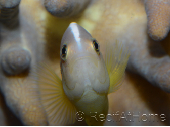 Amphiprion akallopisos M Elevage France  MERS 