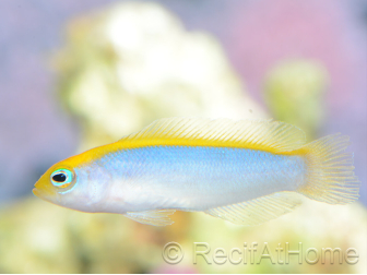 Pseudochromis flavivertex  Ultra Elevage France MERS 