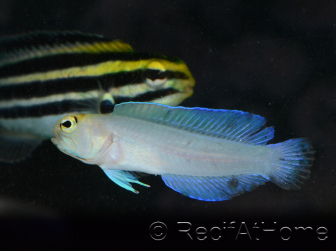 Couple Opistognathus aurifrons Elevage MERS