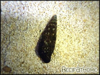 Rhinoclavis sp.