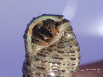 Calcinus sp Srilanka Taille S