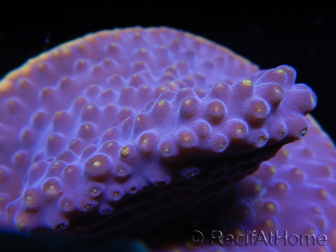 WYSIWYG Turbinaria reniformis 6 ( cm)