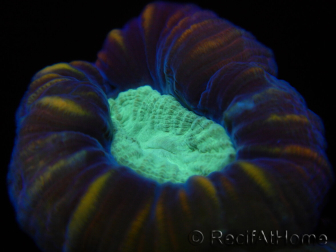Caulastrea echinulata S