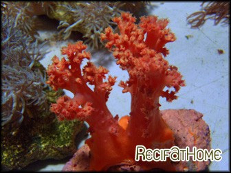 Scleronephthya sp.