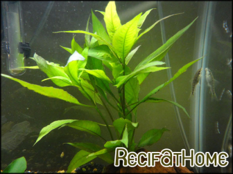 Hygrophila selection