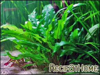 Cryptocoryne WENDTII