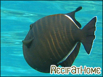 Melichthys indicus