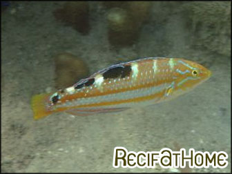 Halichoeres radiatus
