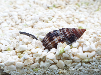 Nassarius distortus