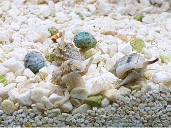 Nassarius vibex