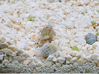 Nassarius vibex
