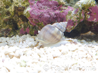 Nassarius coronatus