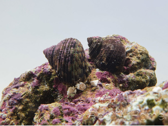 Turbo brunneus M