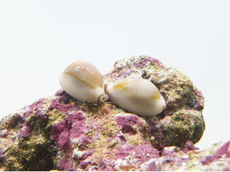 Cyprea annulus